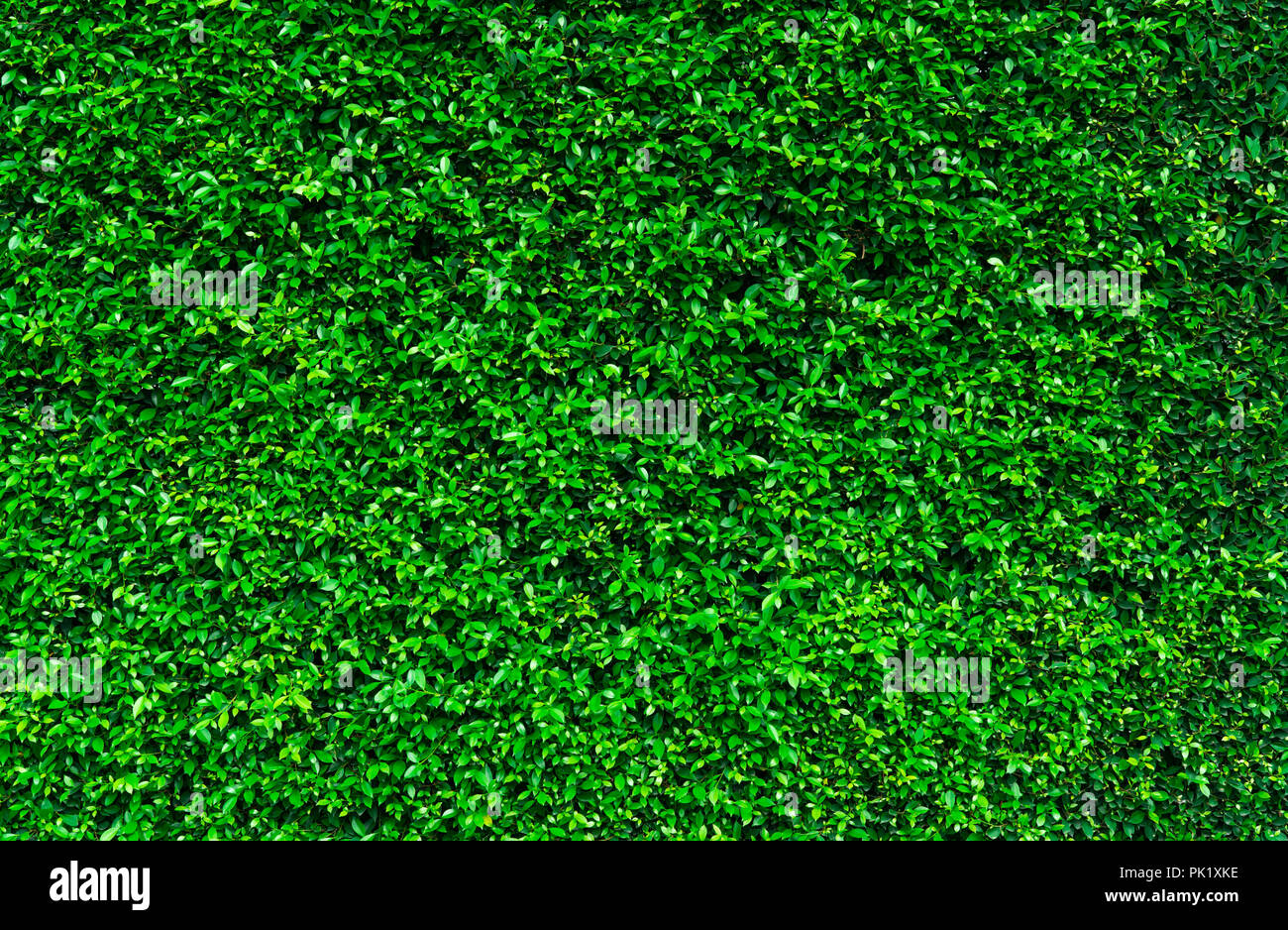 Natural green leaves background. Nature wallpaper. Eco wall. Summer  background. Green leaves texture. Bush or shrub trimming. Backdrop for  organic cos Stock Photo - Alamy