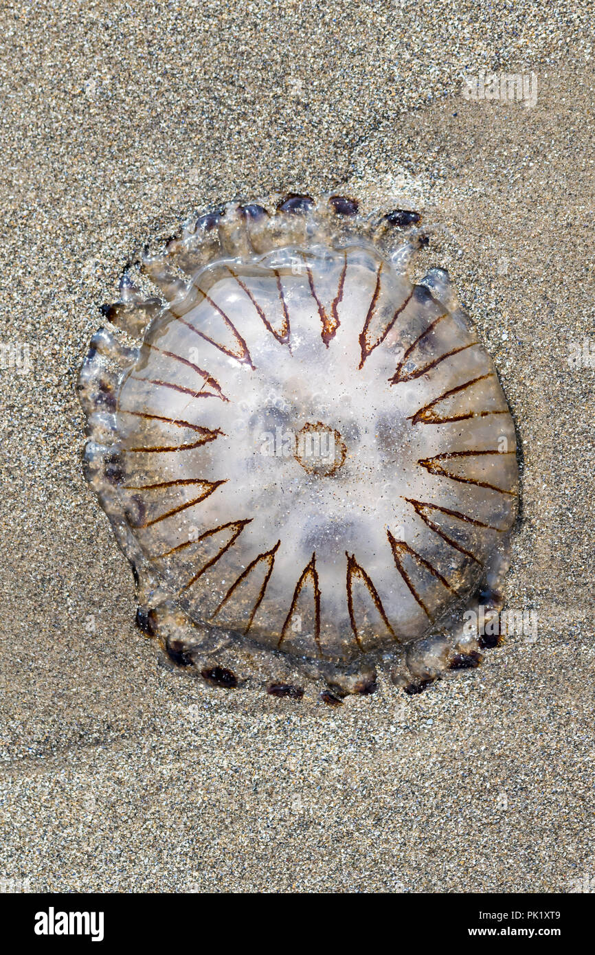 Compass Jellyfish Chrysaora hysoscella stranded on the beach Stock Photo