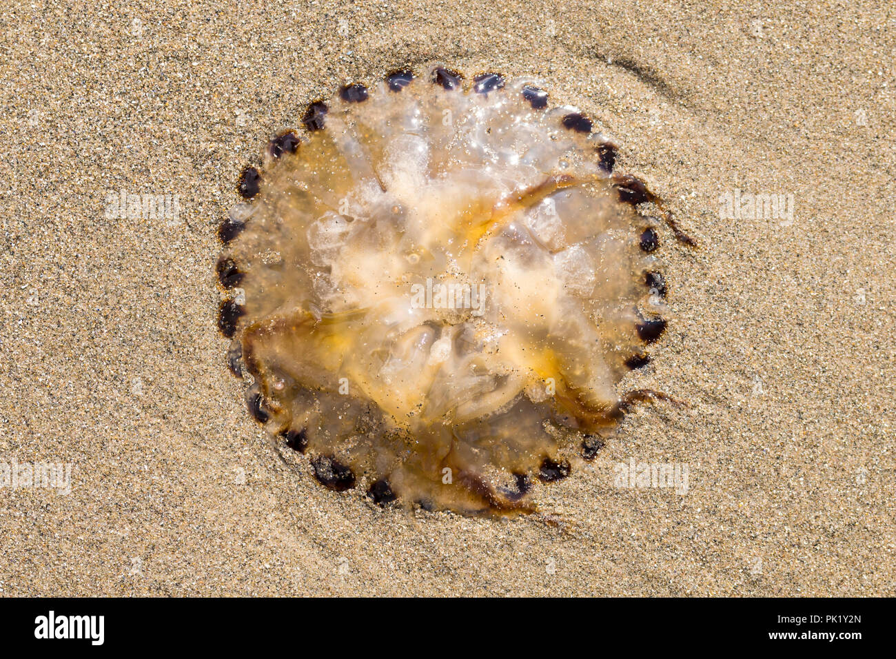 Compass Jellyfish Chrysaora hysoscella stranded on the beach Stock Photo