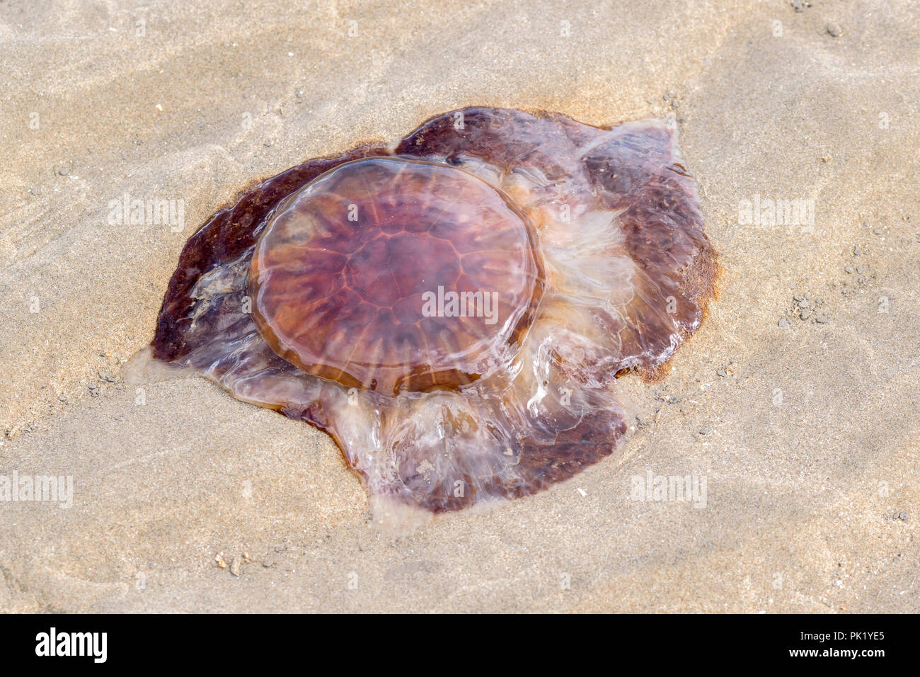 Lion's Mane Jellyfish Cyanea capillata stranded on the beach Stock Photo