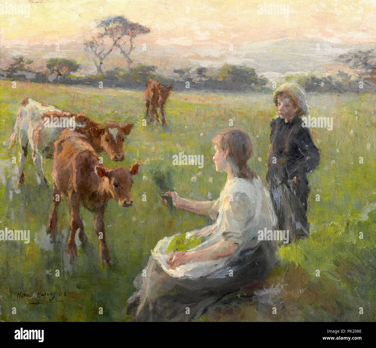 Harvey Harold - Feeding the Calves Stock Photo - Alamy