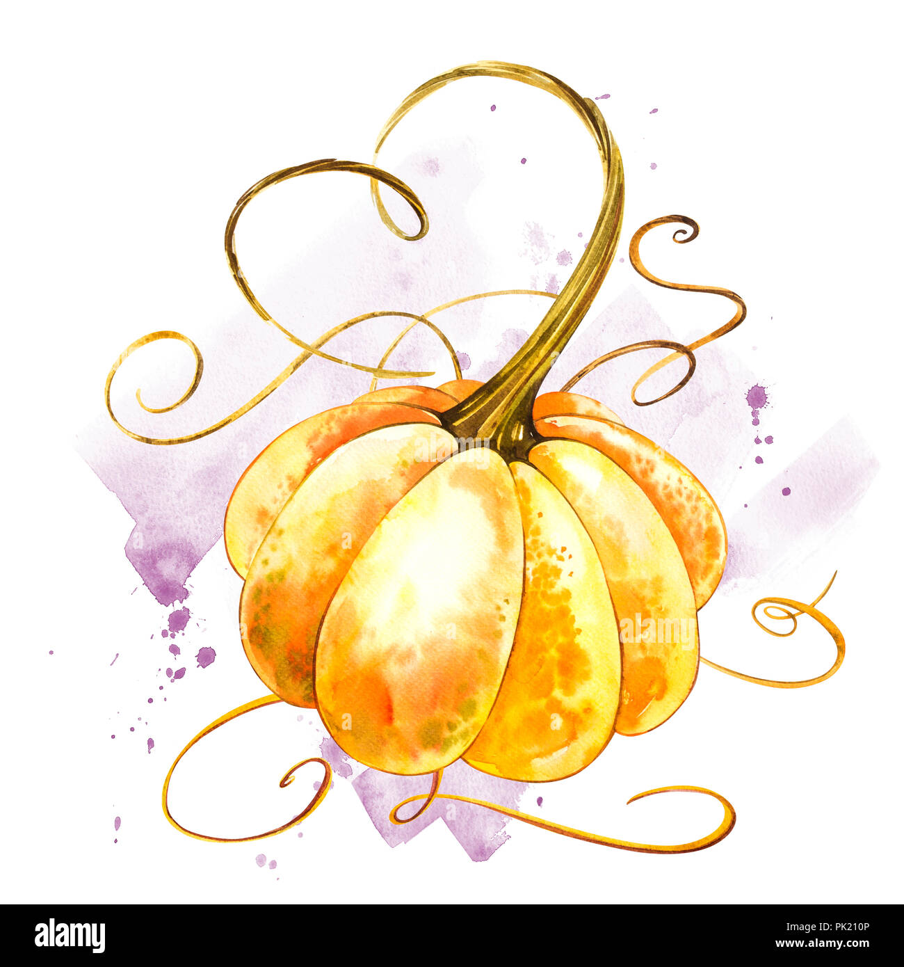 Pumpkin. Hand drawn watercolor painting on white background. Watercolor ...