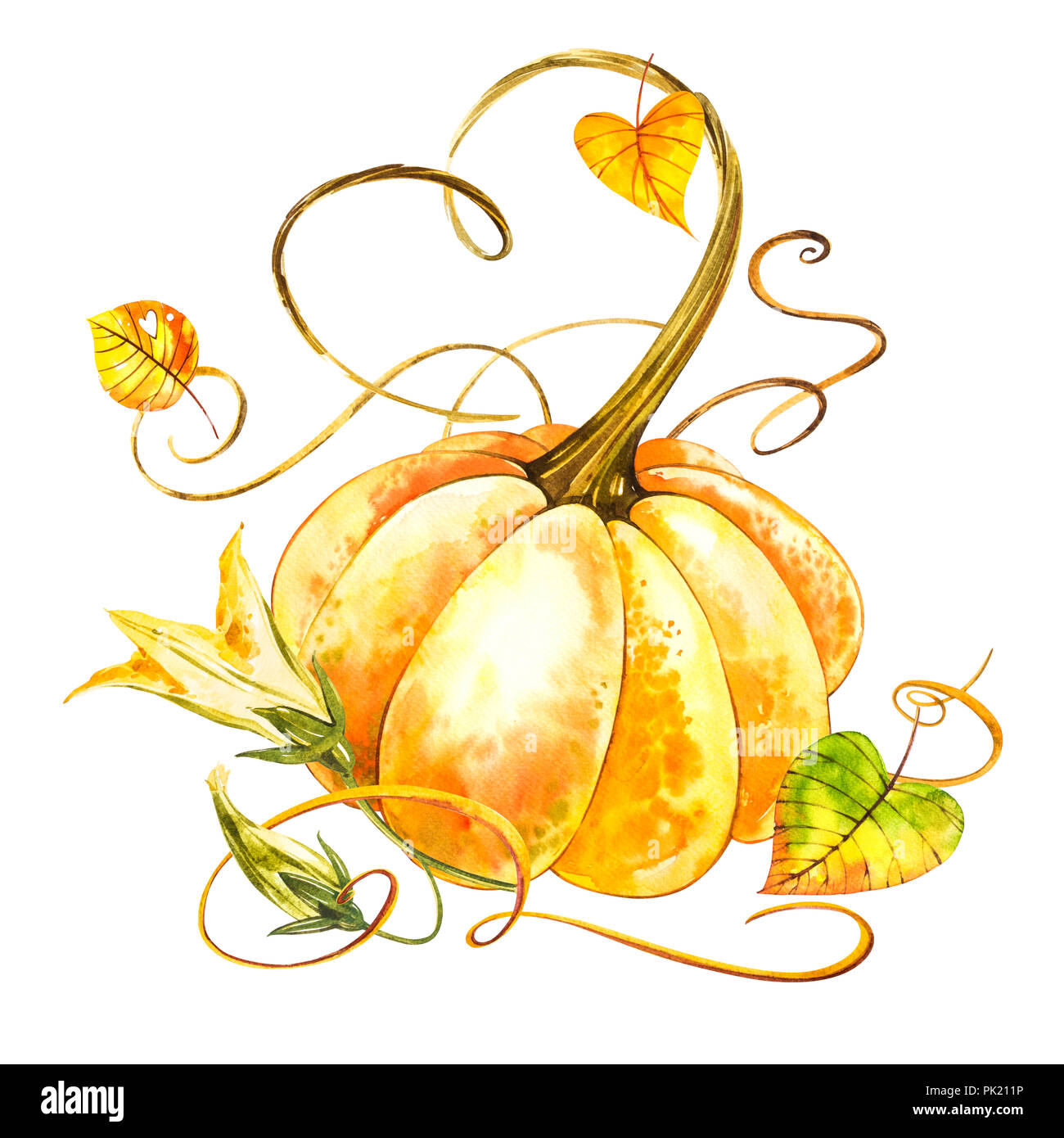 Pumpkin. Hand drawn watercolor painting on white background. Watercolor ...