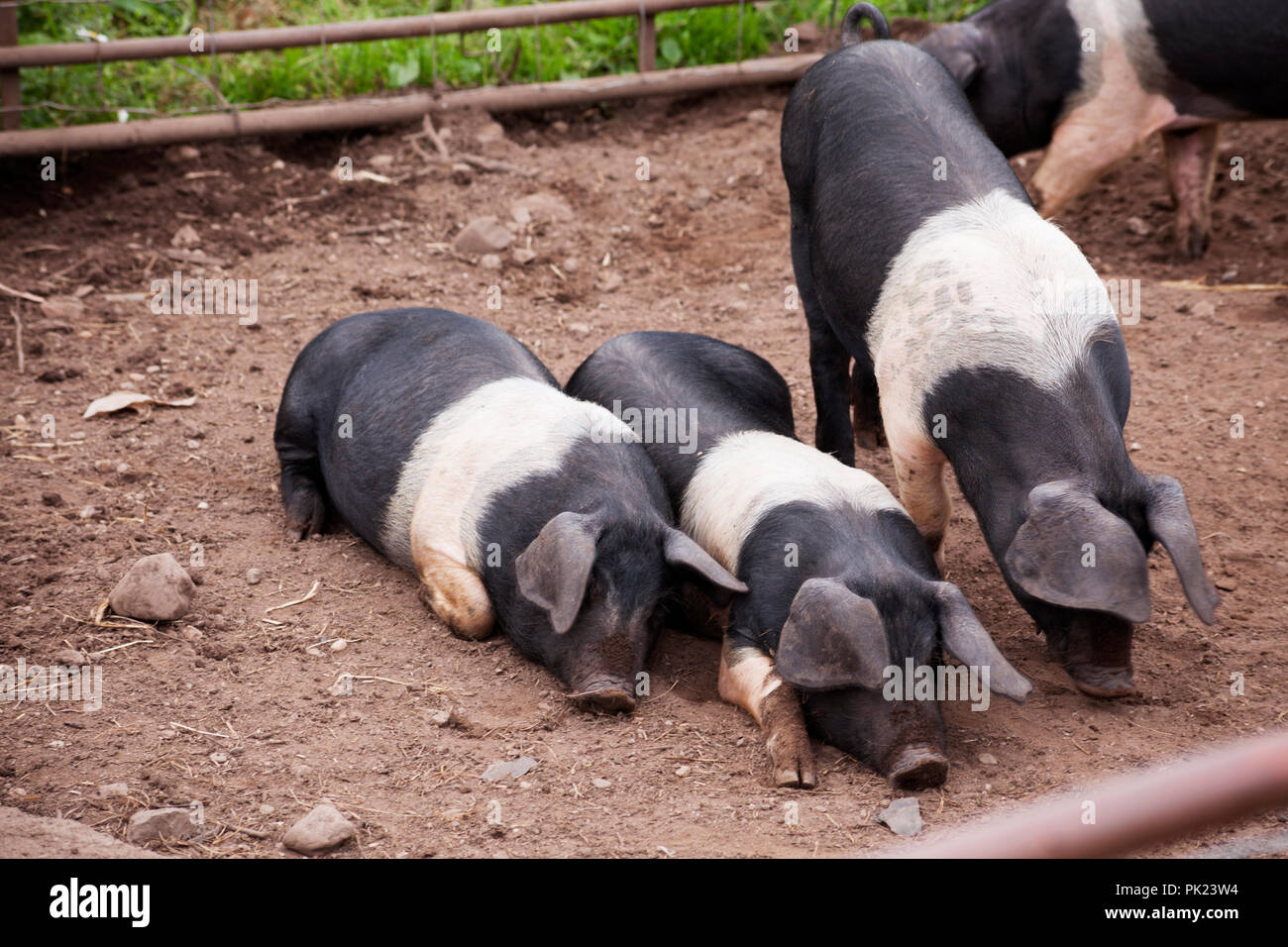 British black piglets hi-res stock photography and images - Alamy