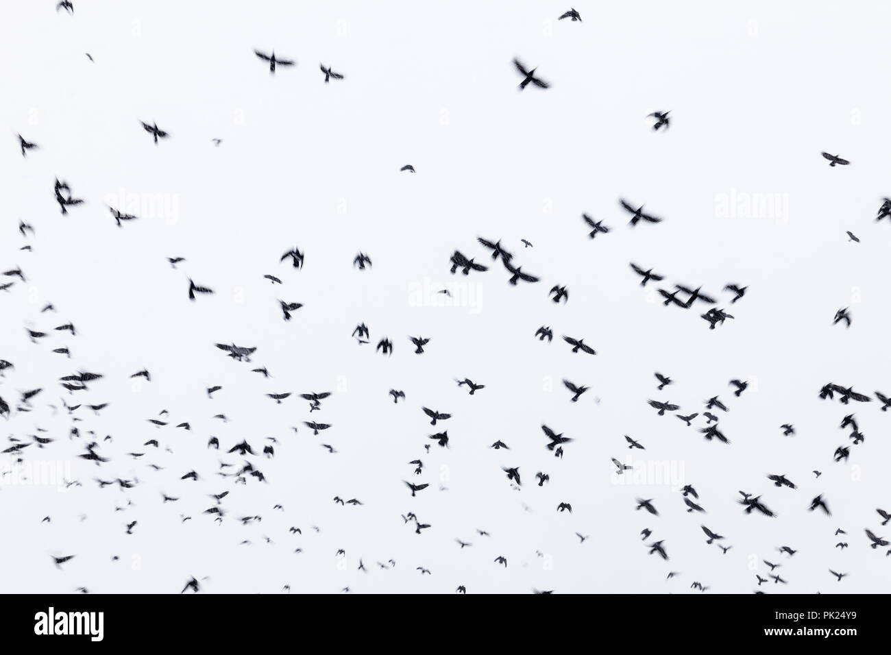 Black raven flock flying in the sky Stock Photo Alamy