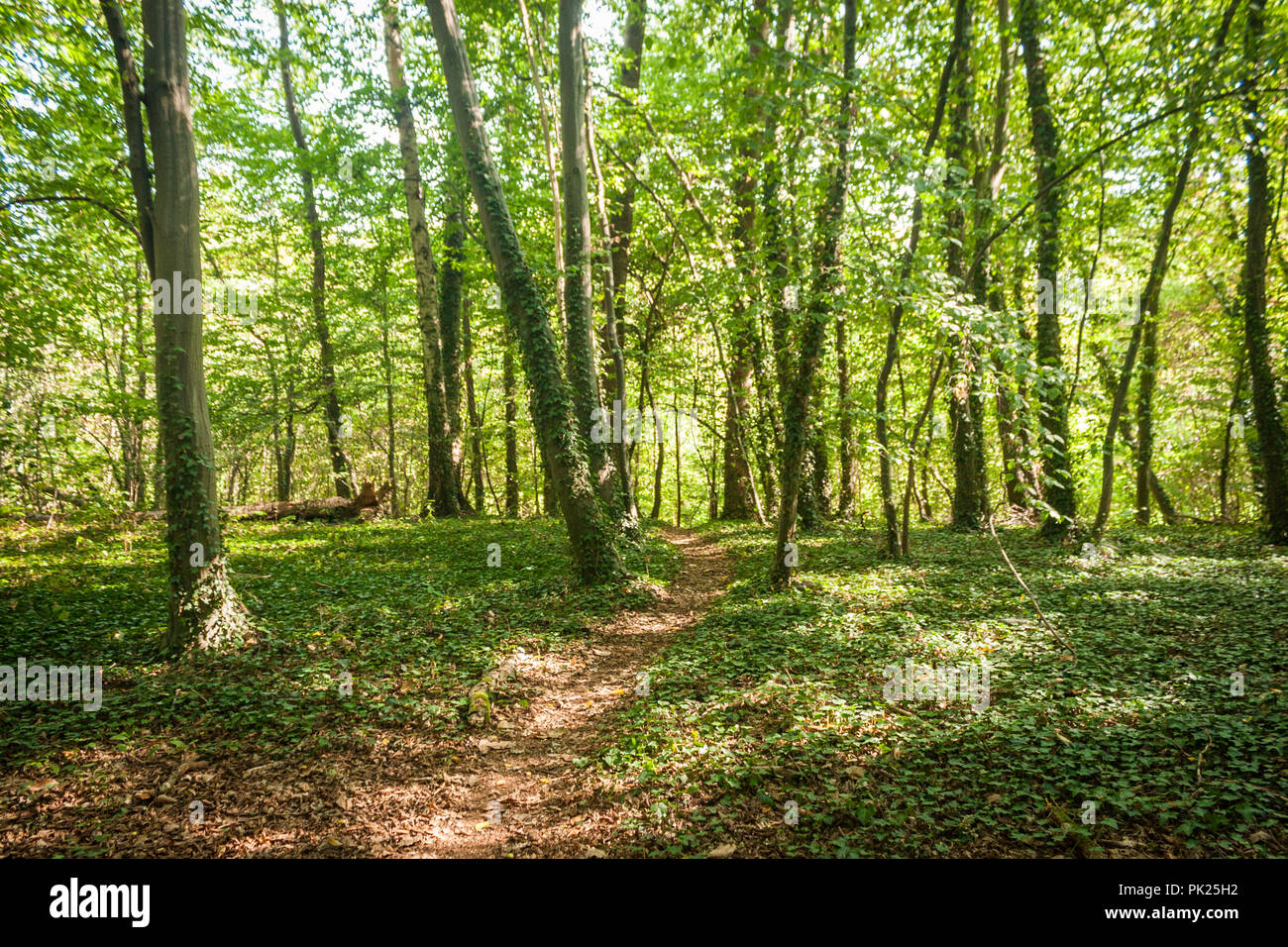 Empty footpath green lush forest hi-res stock photography and images ...
