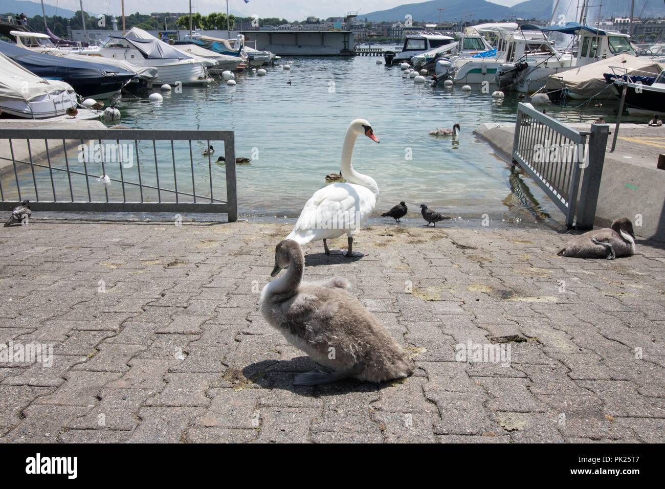 Some birds are tanning on the shore of Lake Geneva, Geneva, Switerzerland Stock Photo