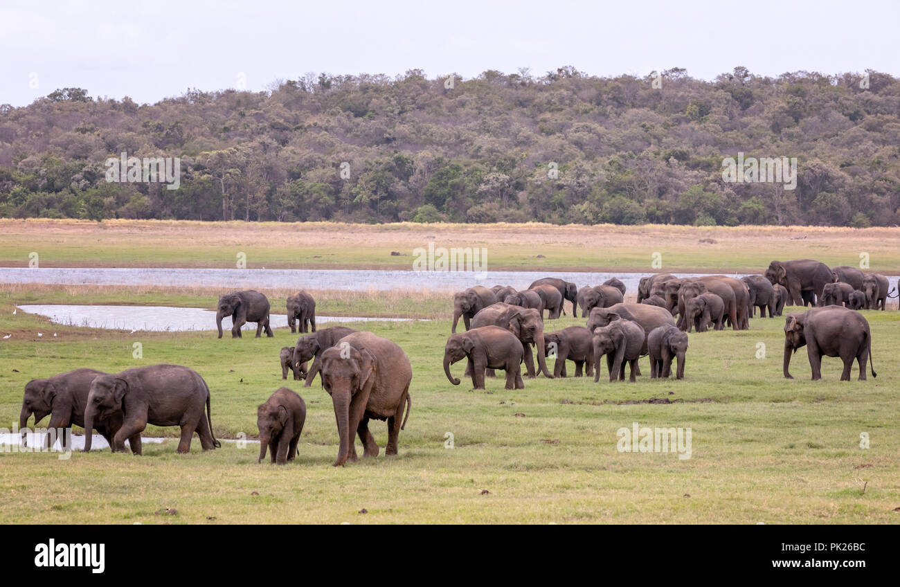 Sri Lankan elephants (Elephas maximus maximus) in Minneriya National Park, Sri Lanka Stock Photo