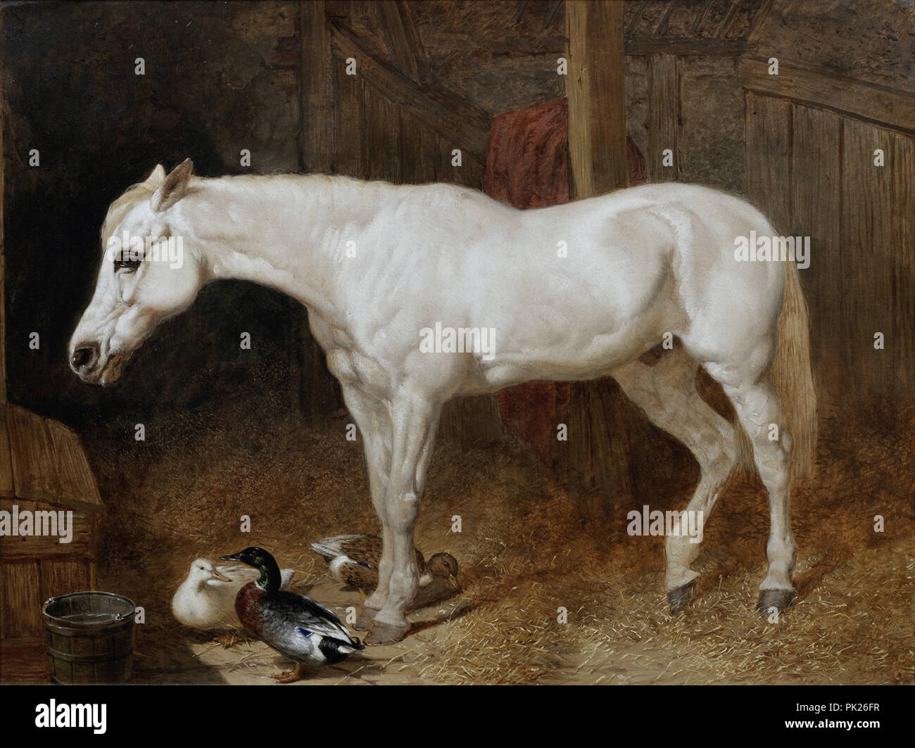 Herring I John Frederick a Grey Horse in a Stable Stock Photo Alamy