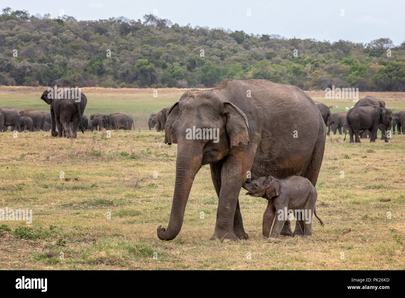Sri Lankan elephants (Elephas maximus maximus) in Minneriya National Park, Sri Lanka Stock Photo