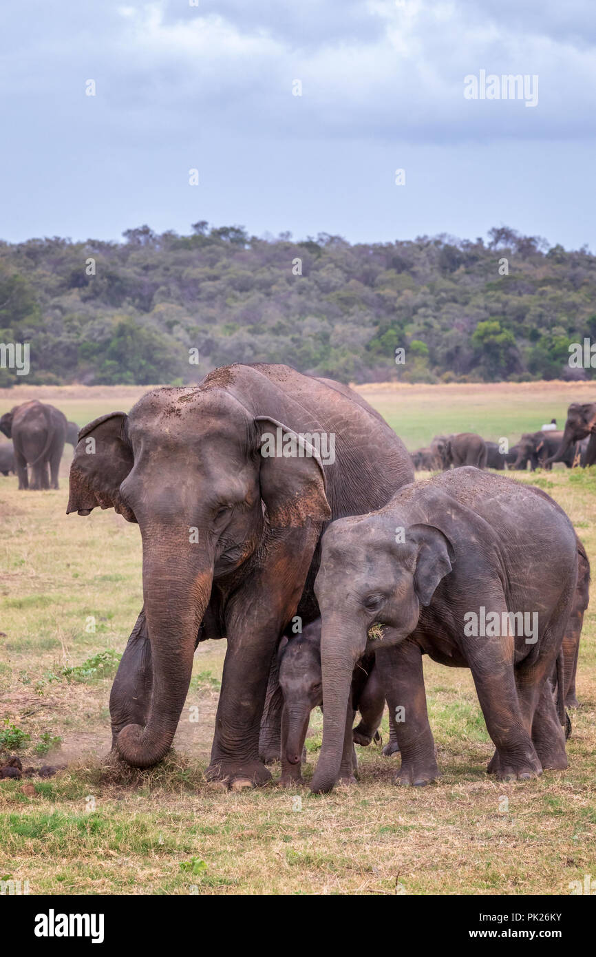 Sri Lankan elephants (Elephas maximus maximus) in Minneriya National Park, Sri Lanka Stock Photo