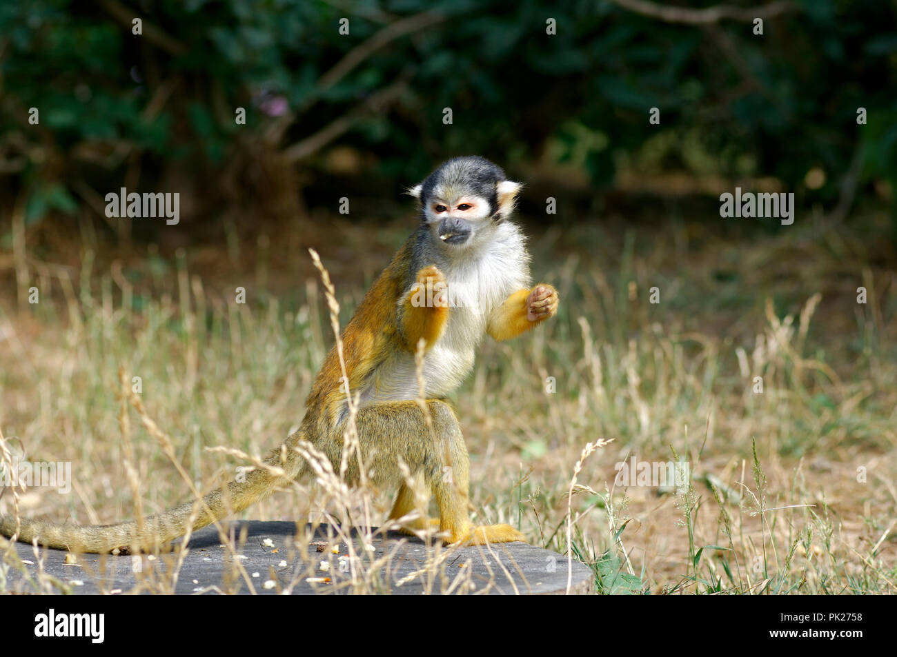 Singe High Resolution Stock Photography And Images Alamy
