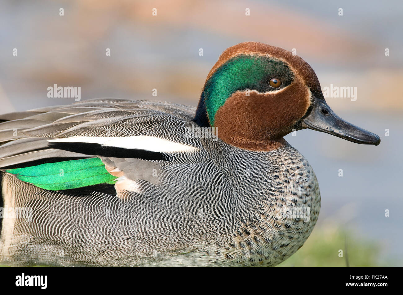 Common Teal (Anas crecca) Sarcelle d'hiver Stock Photo - Alamy