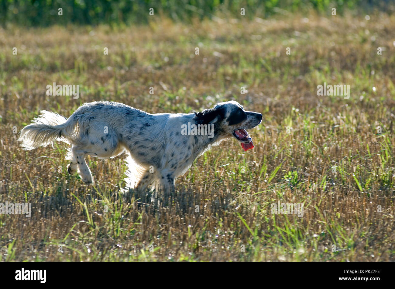 English Setter - running (Canis familiaris) // Setter anglais Stock Photo -  Alamy