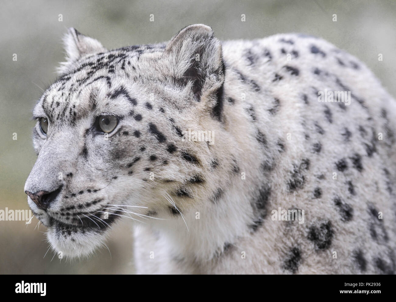 Closeup of a female snow leopard with an intense gaze Stock Photo