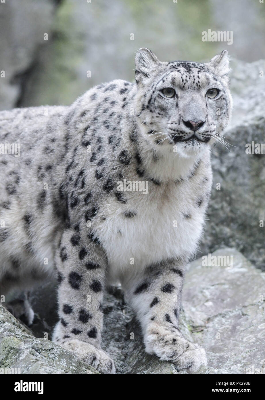 A female snow leopard sits on a rock cliff at Stone Zoo in Stoneham, Mass., USA. Stock Photo