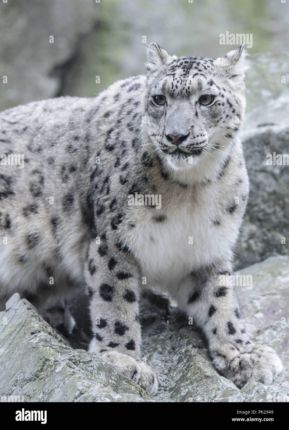 A female snow leopard sits on a rock cliff at Stone Zoo in Stoneham, Mass., USA. Stock Photo