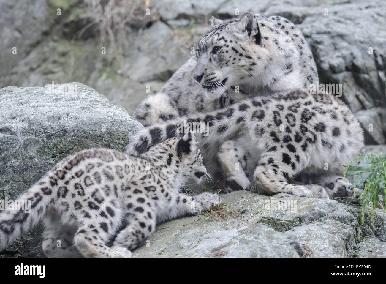 A mother snow leopard protects her two young cubs. Stock Photo