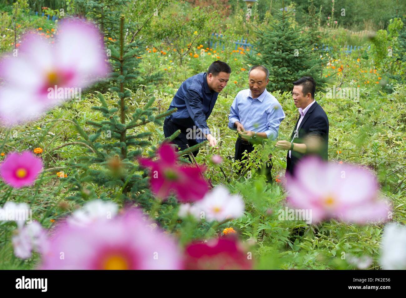 Yinchuan, China's Ningxia Hui Autonomous Region. 30th Aug, 2018. An agricultural teacher instructs farmers in planting peony in Longwangba Village of Xiji County in Guyuan, northwest China's Ningxia Hui Autonomous Region, Aug. 30, 2018. Longwangba is located in Xihaigu, an impoverished mountainous region in Ningxia. In 2011, the village founded a cooperation to develop rural tourism, poultry farming and peony and organic strawberry planting. So far, Longwangba Village has been lifted out of poverty. It sees about 160,000 tourist trips per year. Credit: Jiang Kehong/Xinhua/Alamy Live News Stock Photo