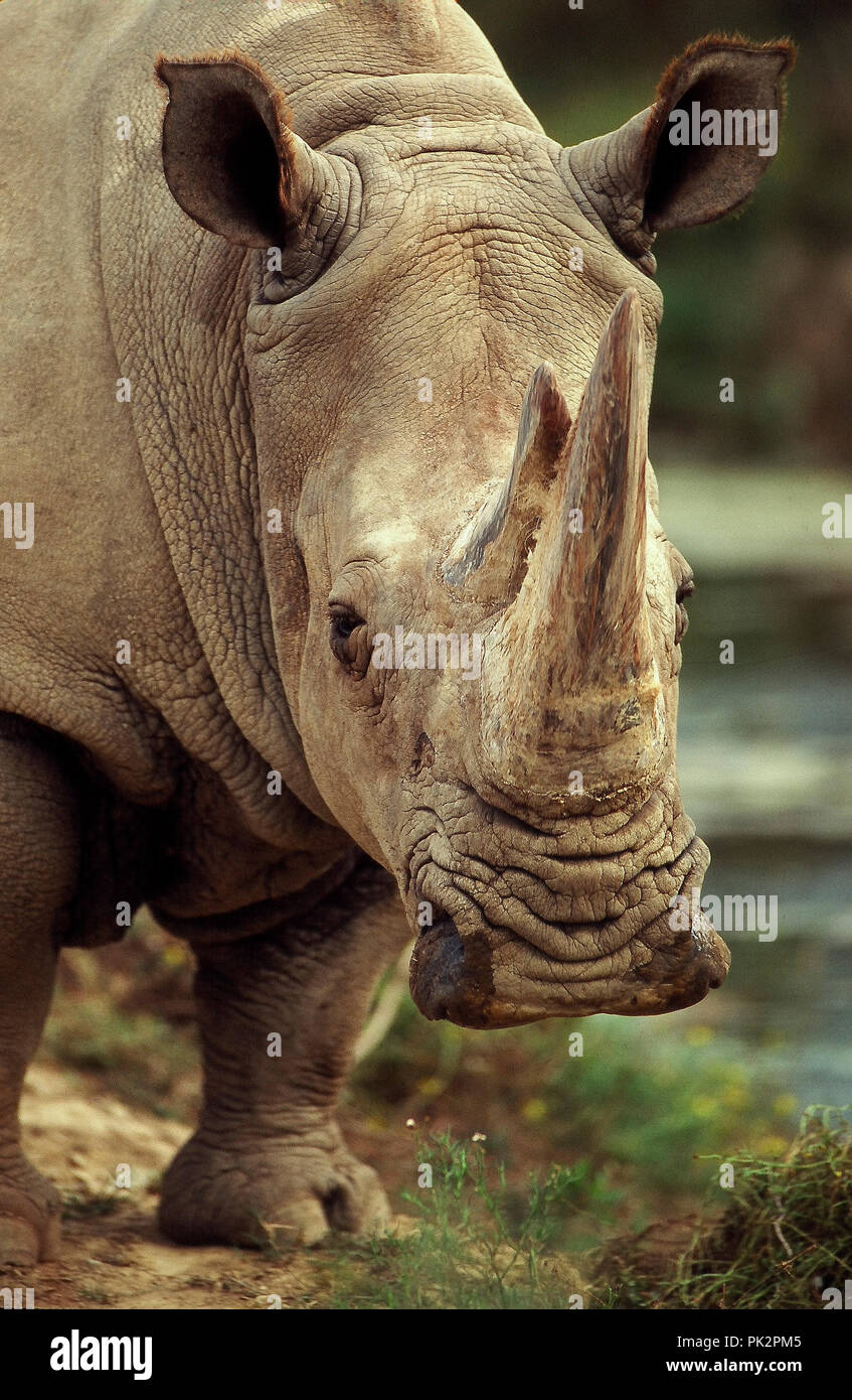 Rhinoceros blanc - White rhinoceros - Ceratotherium simum Stock Photo