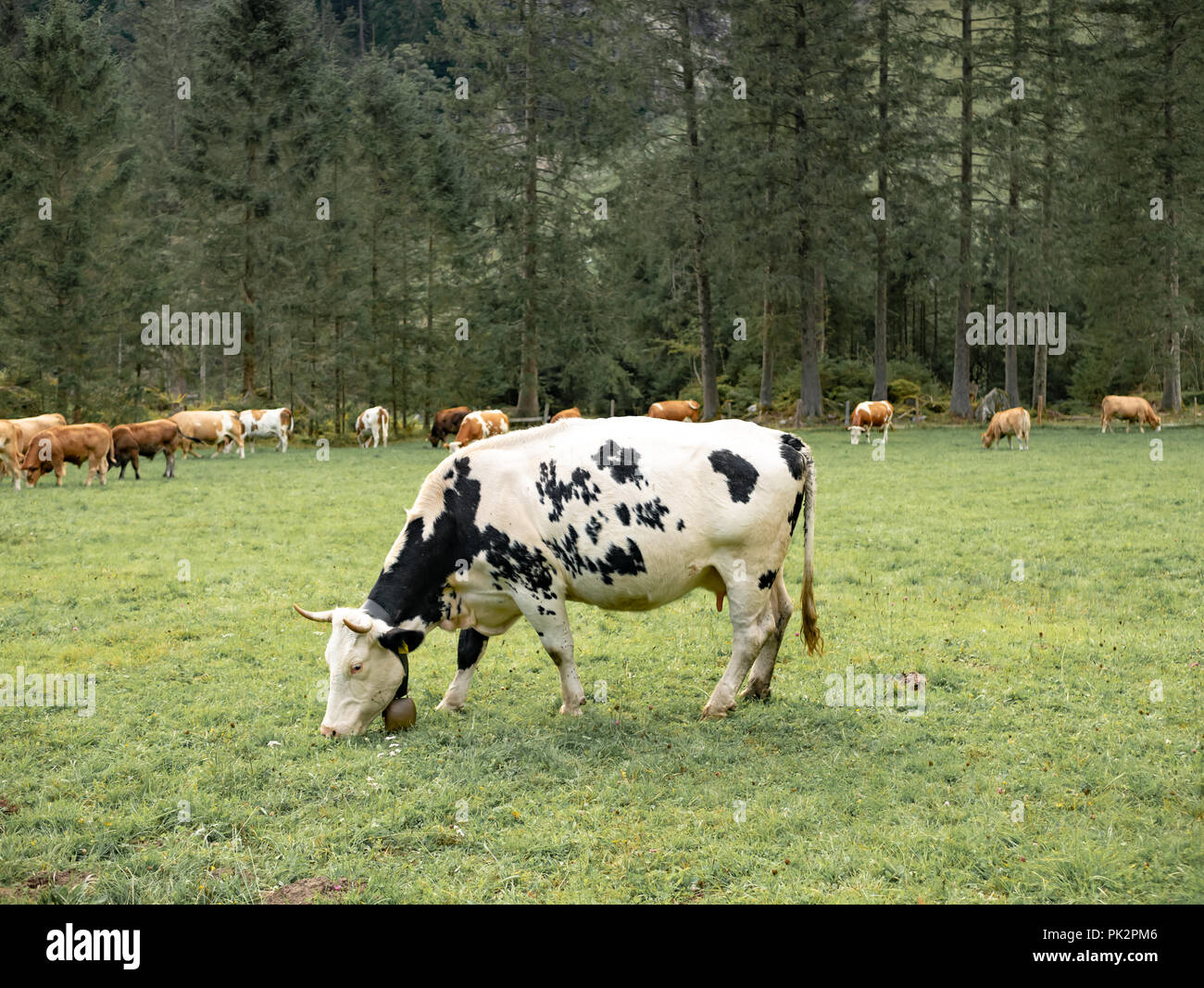 Black white spotted cow calf hi-res stock photography and images - Alamy