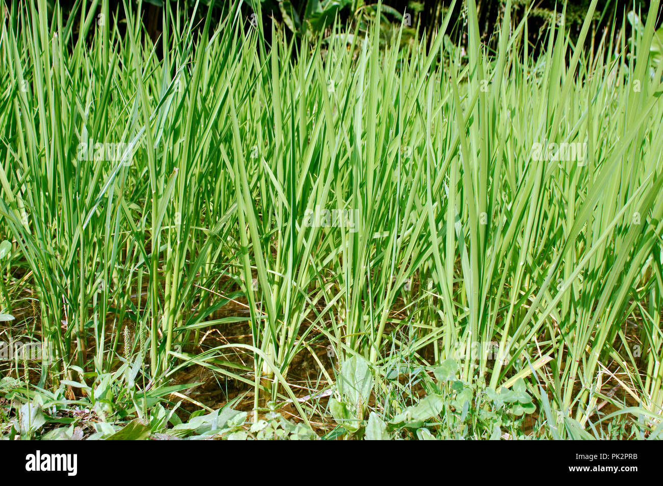 France - Camargue - Gard (30) - Rice production (Oryza sativa) Riz Stock Photo
