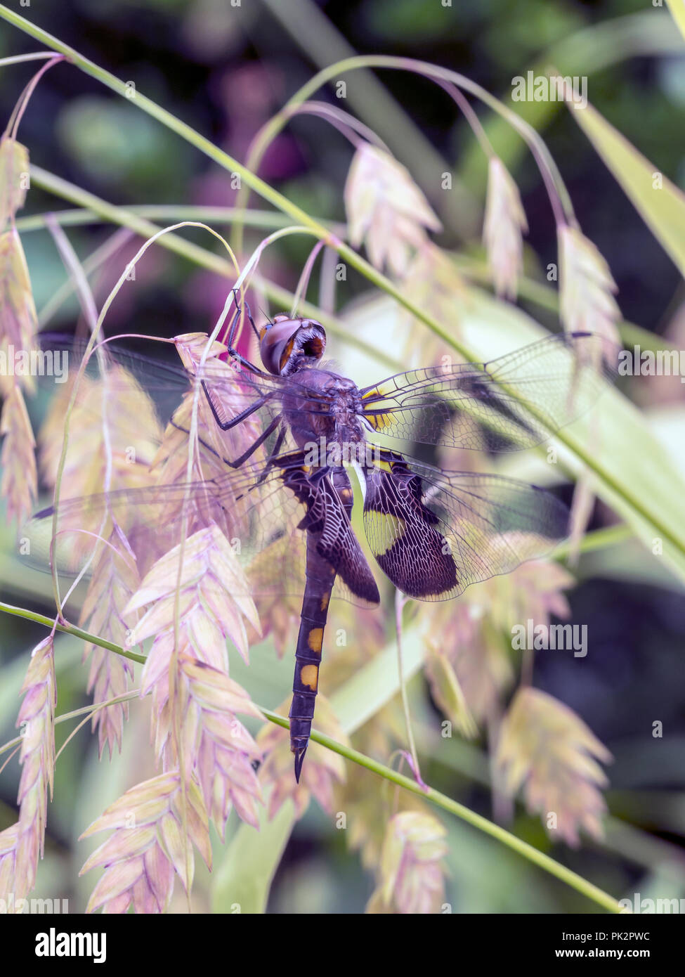 Black saddlebags skimmer dragonfly hires stock photography and images