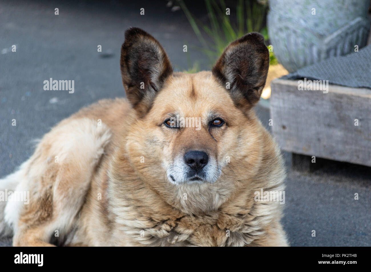 Dog With Big Ears High Resolution Stock Photography and Images - Alamy
