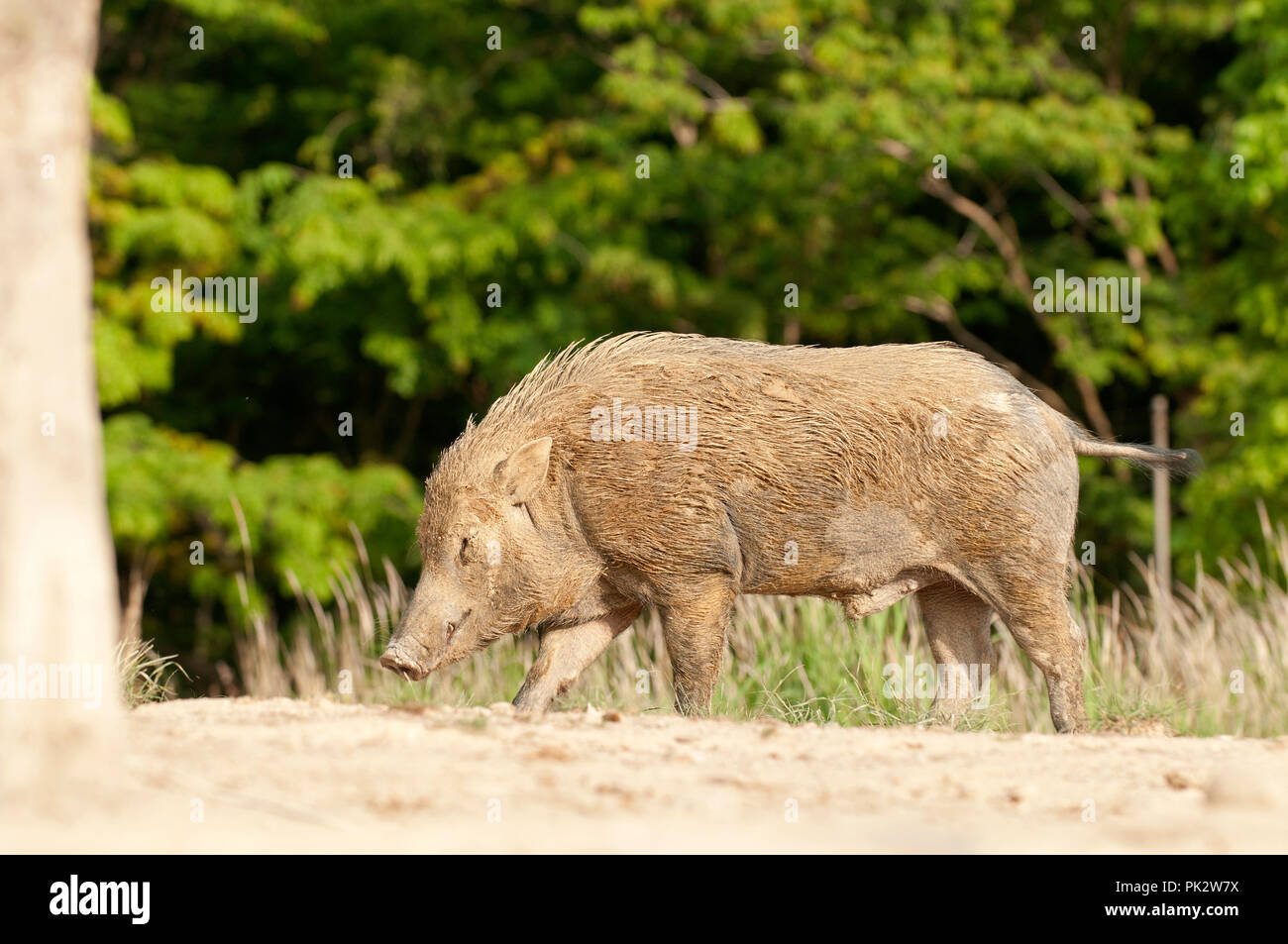 Eurasian Wild Pig (Sus scrofa) - Body covered with mud - Thailand Sanglier Stock Photo