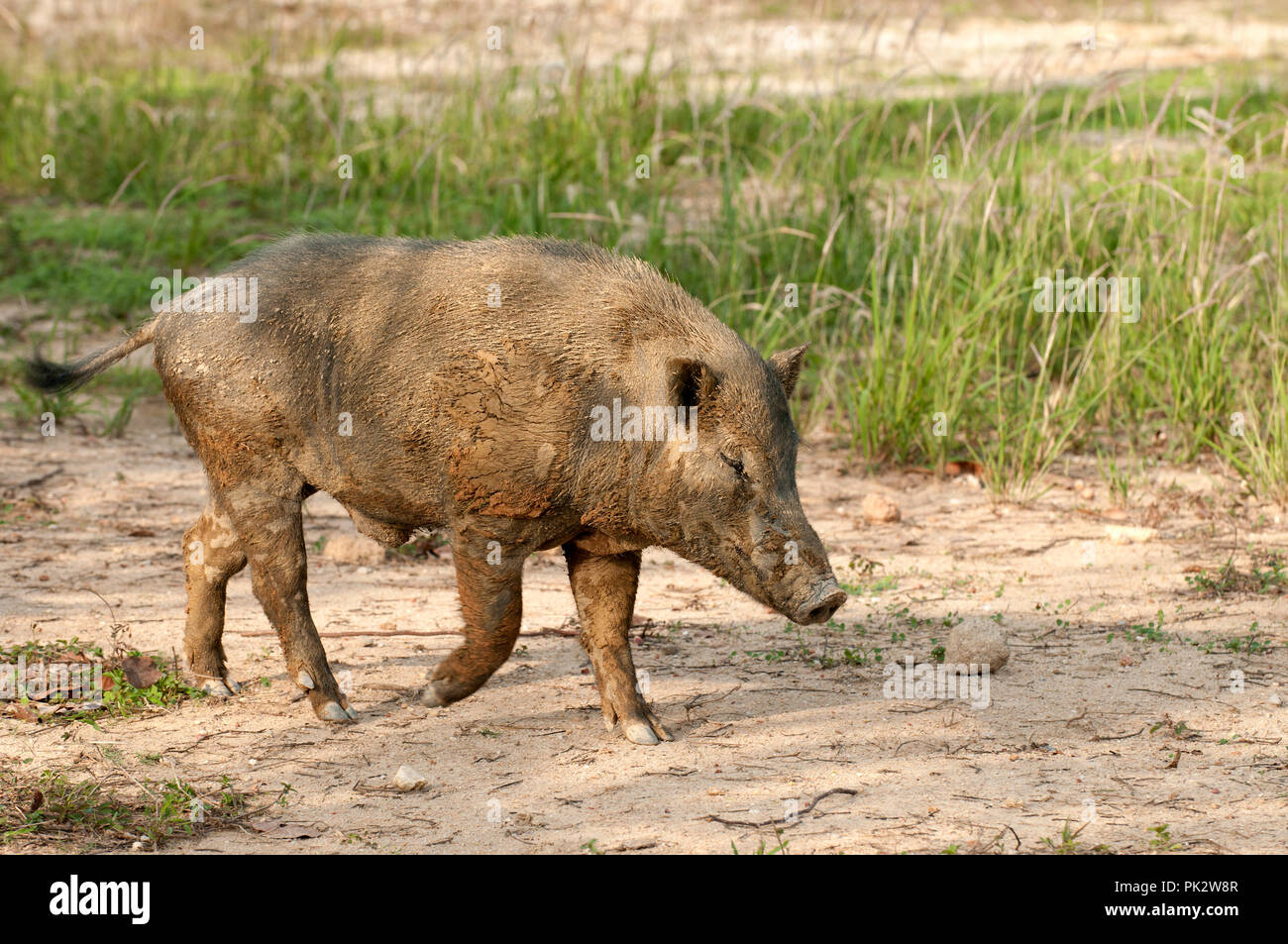 Eurasian Wild Pig (Sus scrofa) - Body covered with mud - Thailand Sanglier Stock Photo