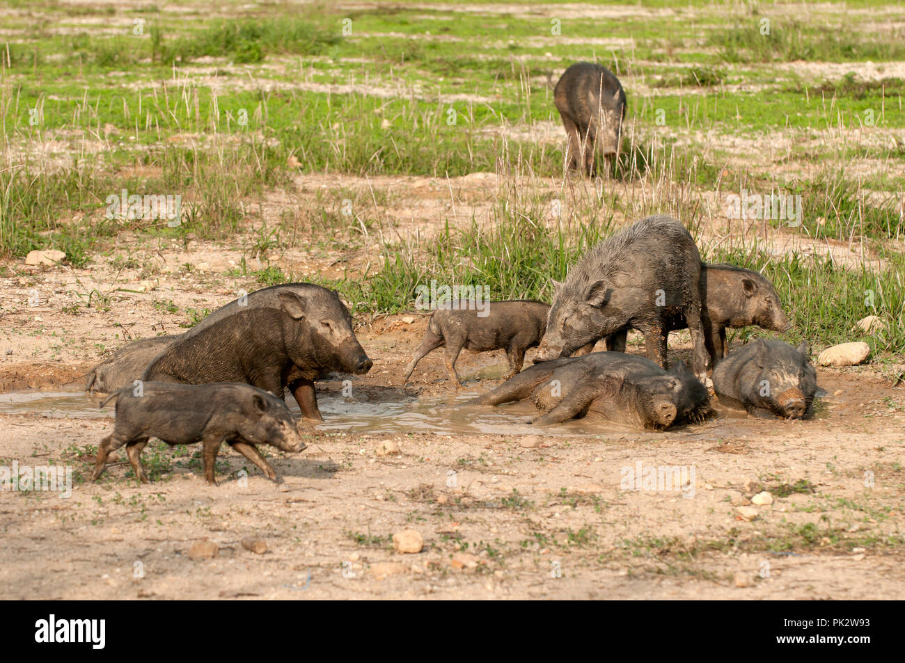 Eurasian Wild Pig (Sus scrofa) - Family taking a bath - Thailand Sanglier Stock Photo