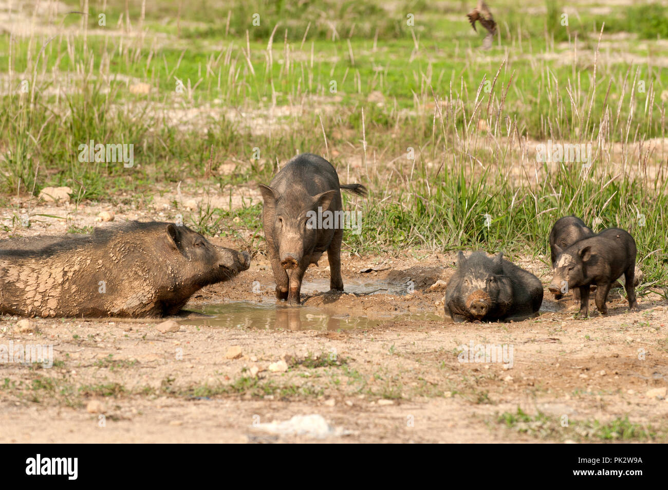 Eurasian Wild Pig (Sus scrofa) - Family taking a mud's bath - Thailand Sanglier Stock Photo