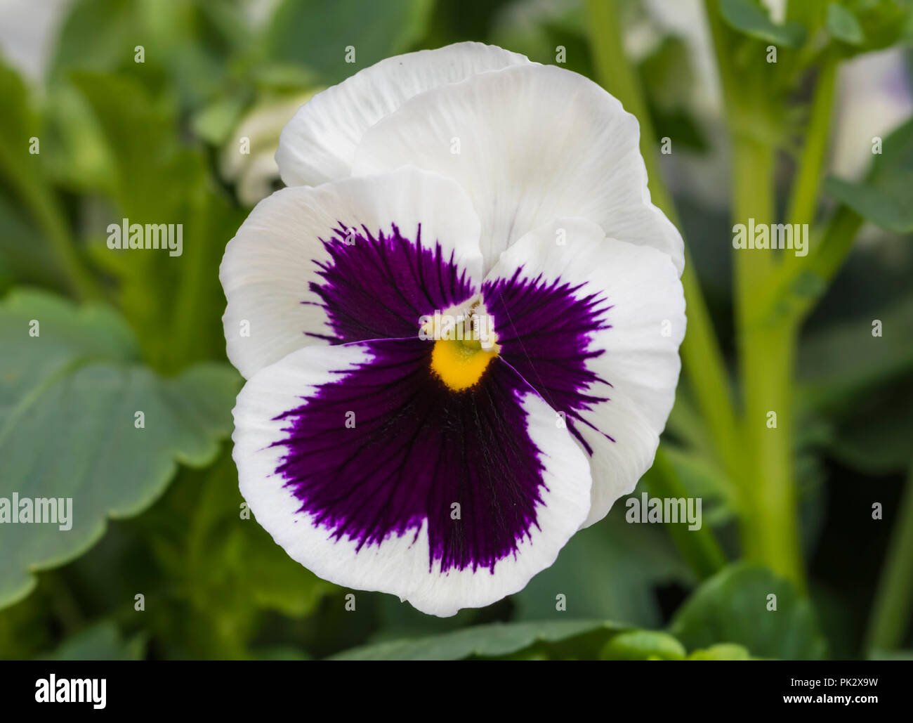 Pansy flower viola pansies hires stock photography and images Alamy