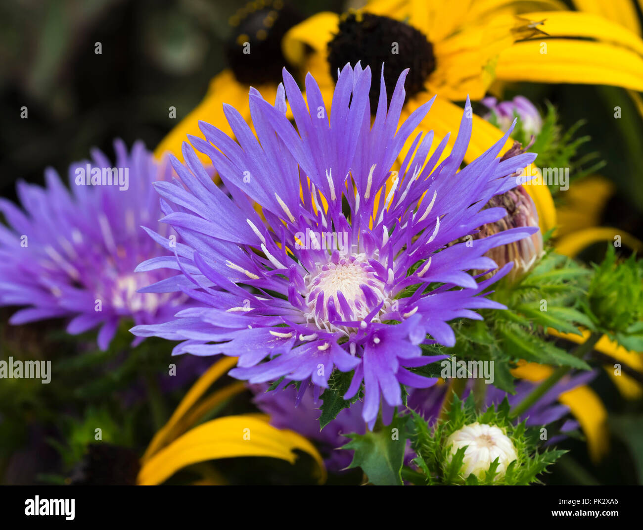 Purple flower of the very hardy Cornflower Aster, Stokesia Laevis 'Mels Blue' plant, a semi-evergreen perennial in early Autumn in West Sussex, UK. Stock Photo