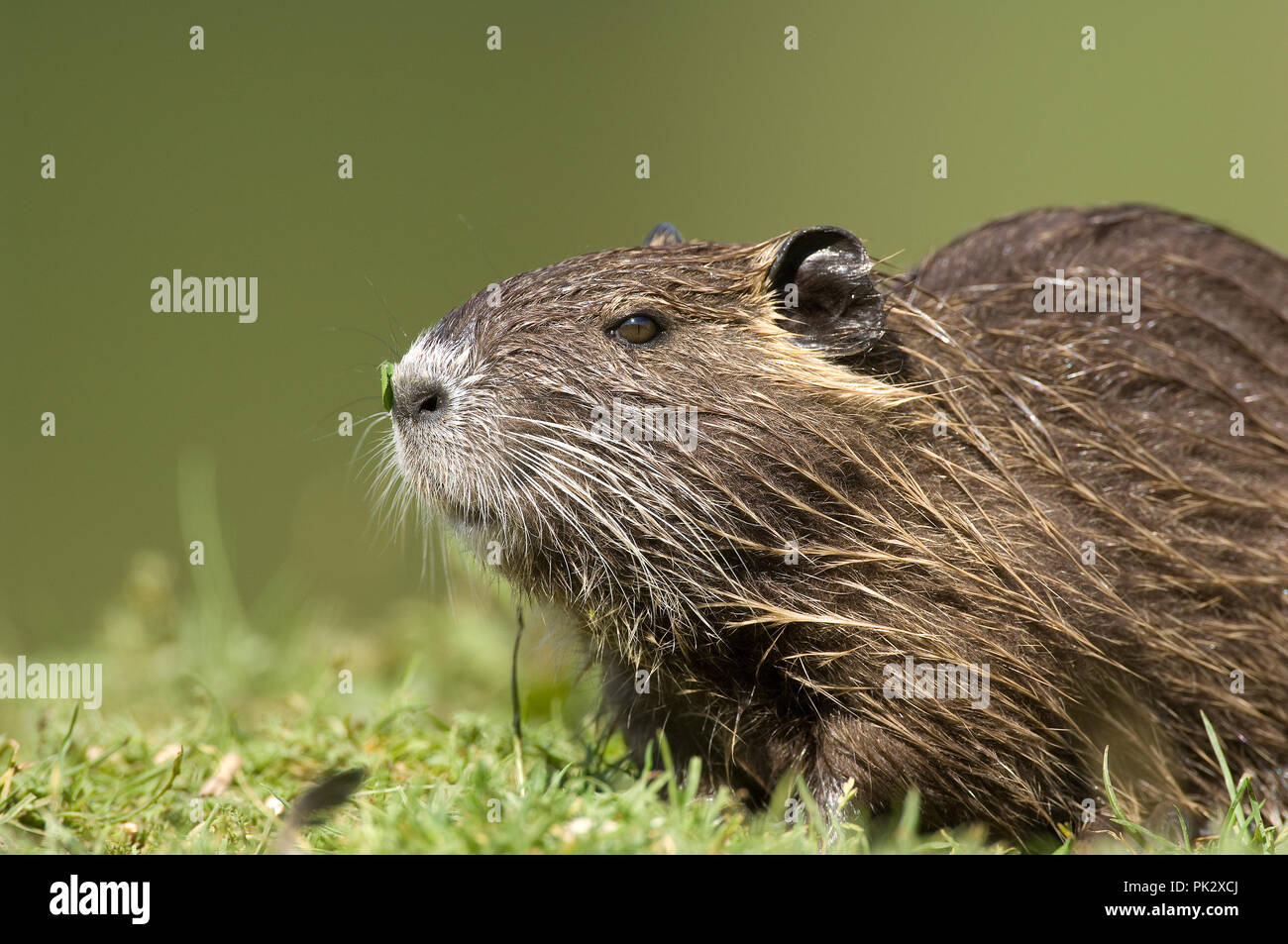 Coypu Nutria Myocastor Coypus Ragondin Stock Photo Alamy