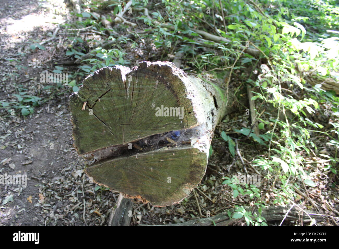 Split tree trunk hi-res stock photography and images - Alamy