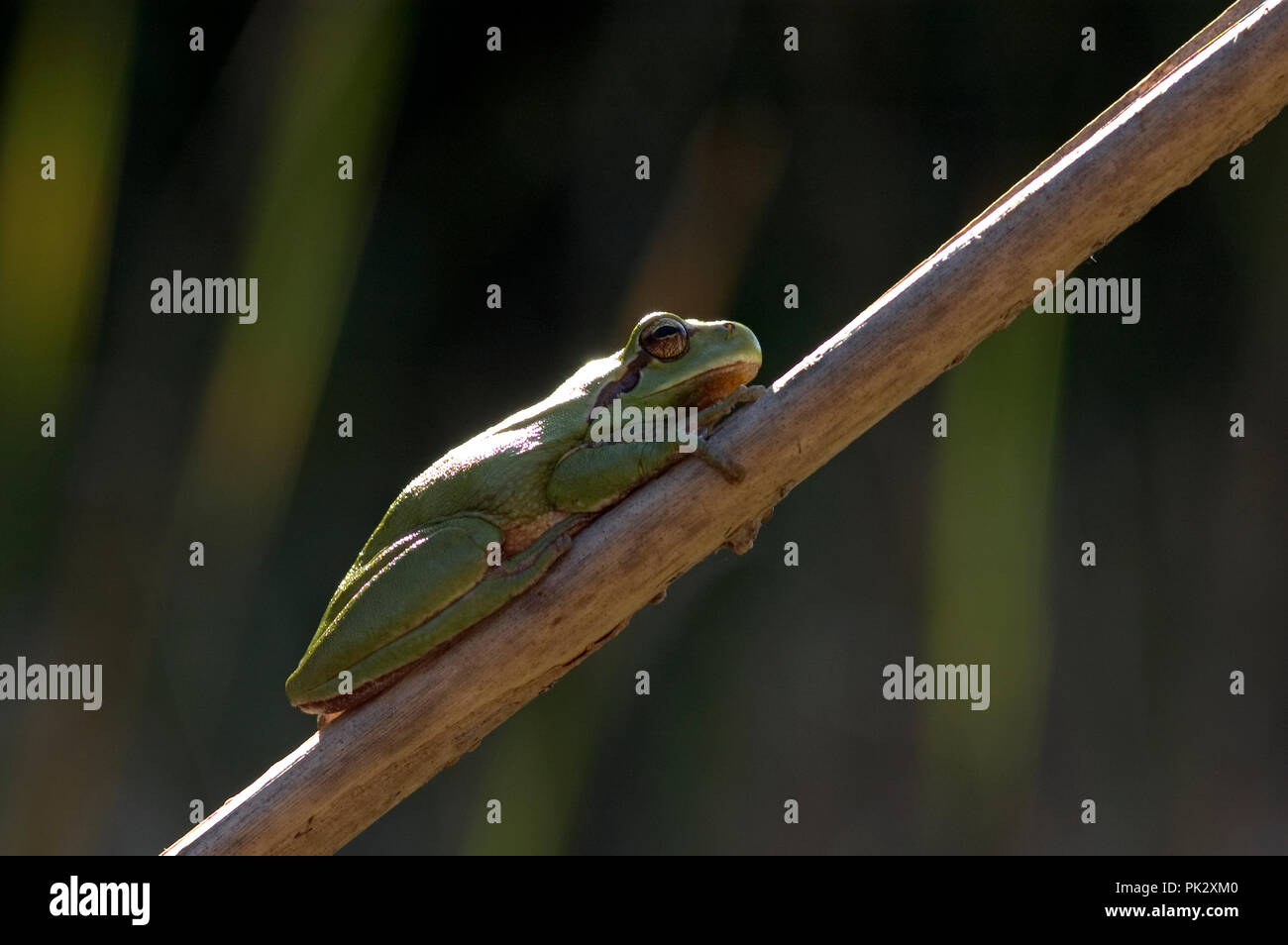 Stripeless Tree Frog (Hyla meridionalis) Camargue France