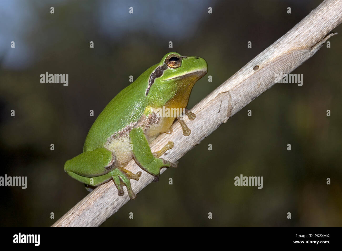 Stripeless Tree Frog (Hyla meridionalis) Camargue France