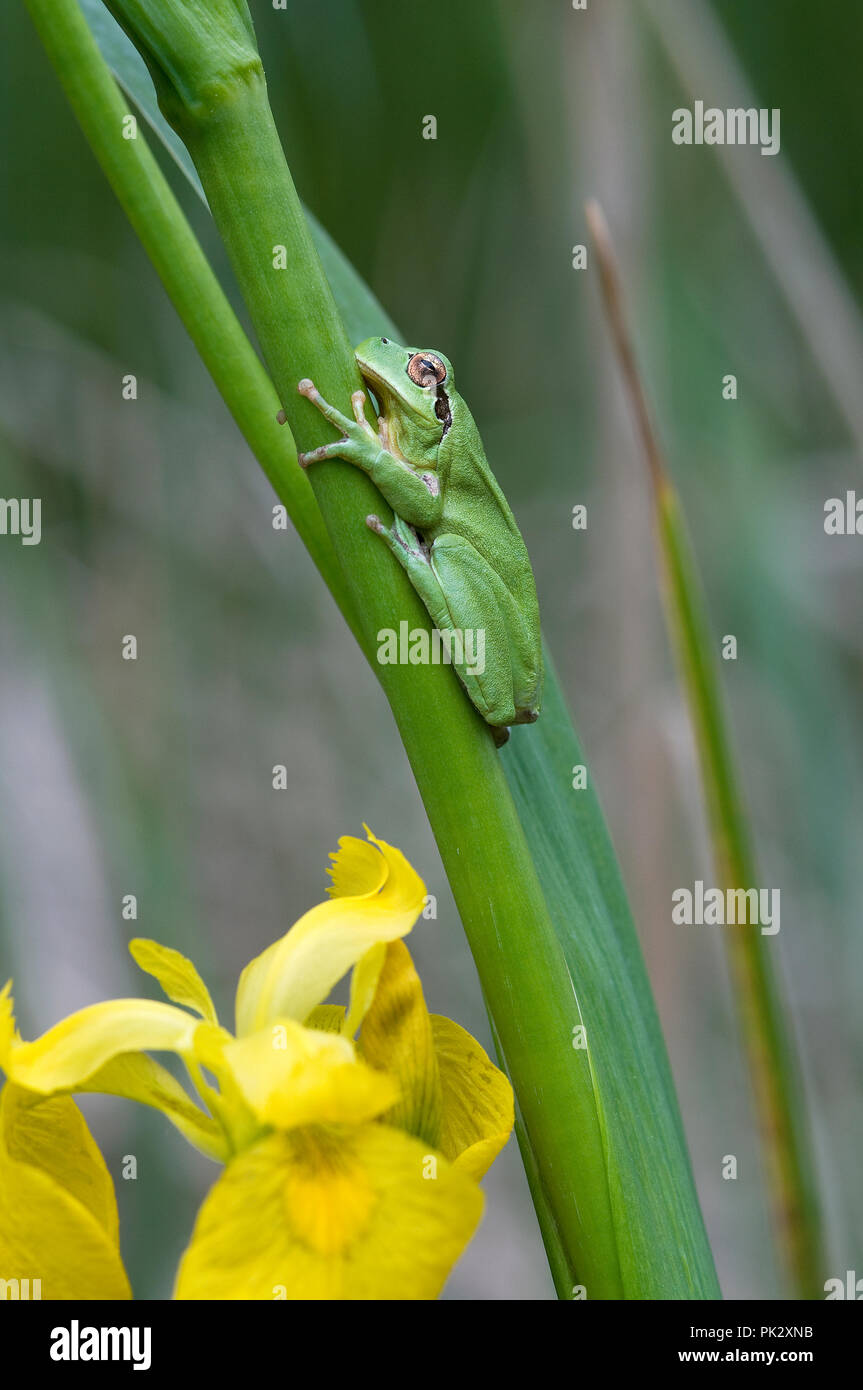 Stripeless Tree Frog (Hyla meridionalis) Camargue France