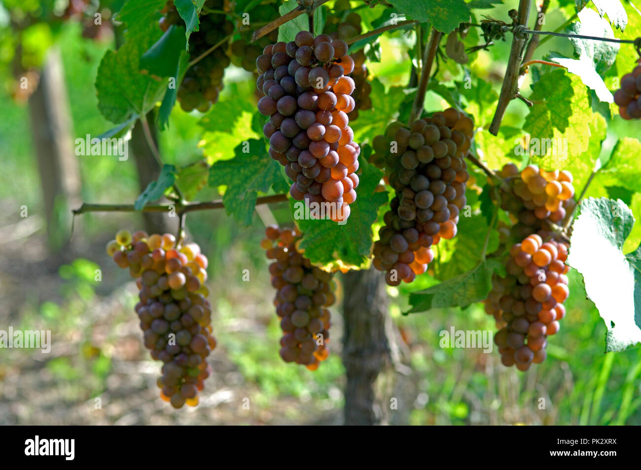 Raisin noir hi-res stock photography and images - Alamy