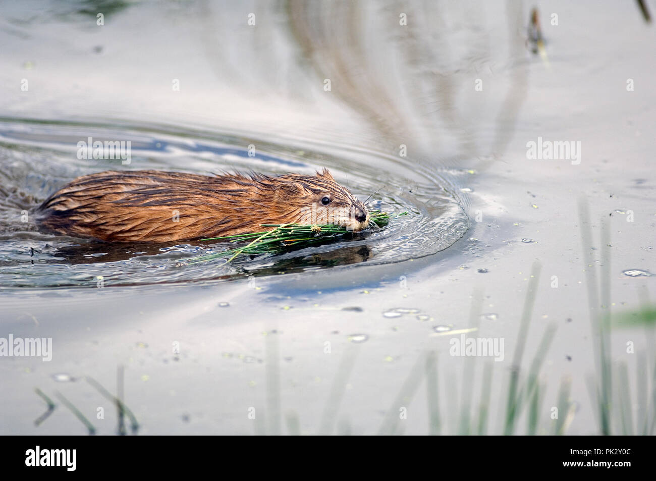 Muskrat (Ondrata zibethicus) Rat musqué Stock Photo