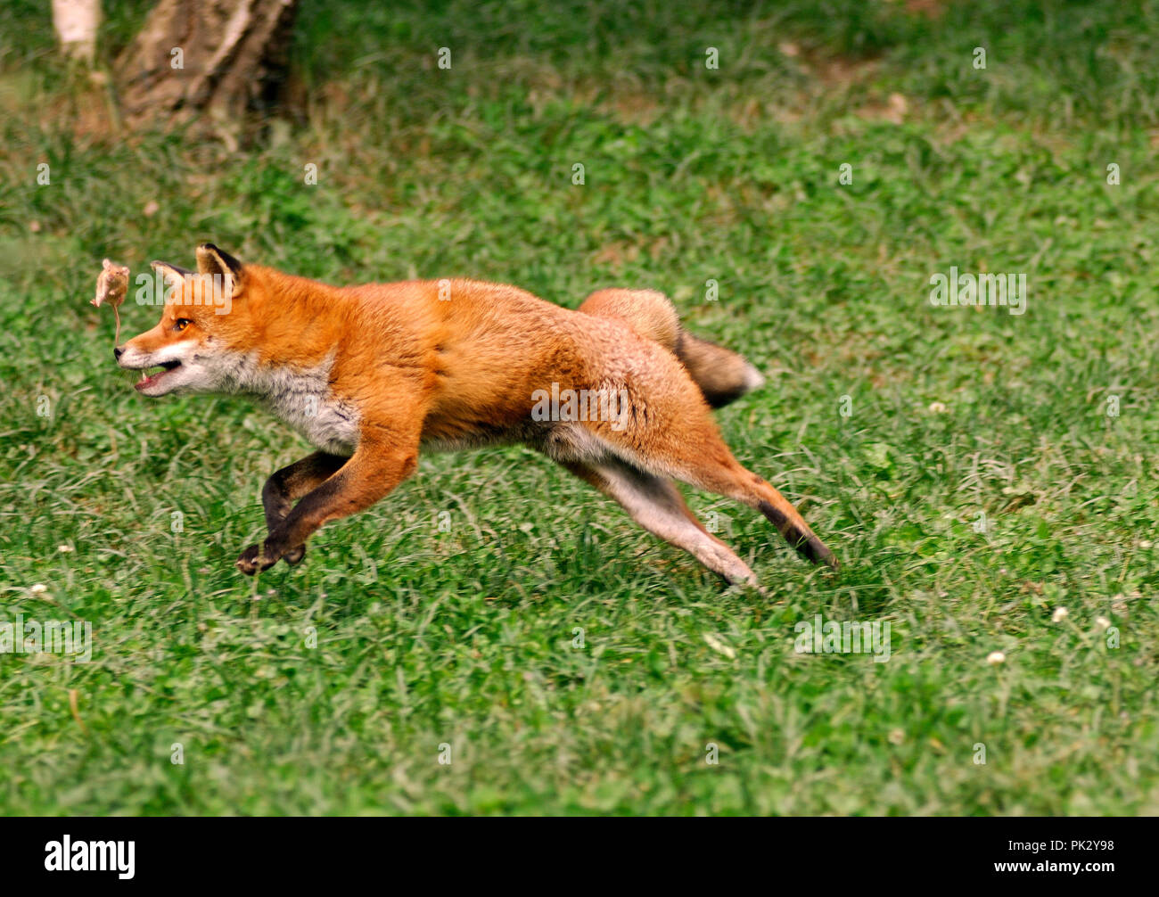 Red Fox Playing With Prey Mouse Vulpes Vulpes Renard Roux Jouant Avec Proie Souris Stock Photo Alamy