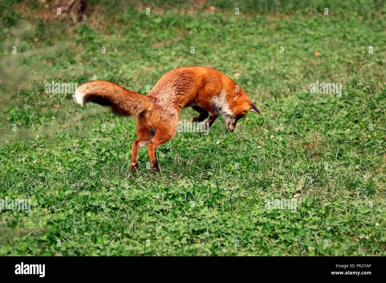 Red Fox Pouncing On Mouse Vulpes Vulpes Renard Roux Mulotant Stock Photo Alamy Red Fox Pouncing On Mouse Vulpes Vulpes Renard Roux Mulotant Stock Photo Alamy
