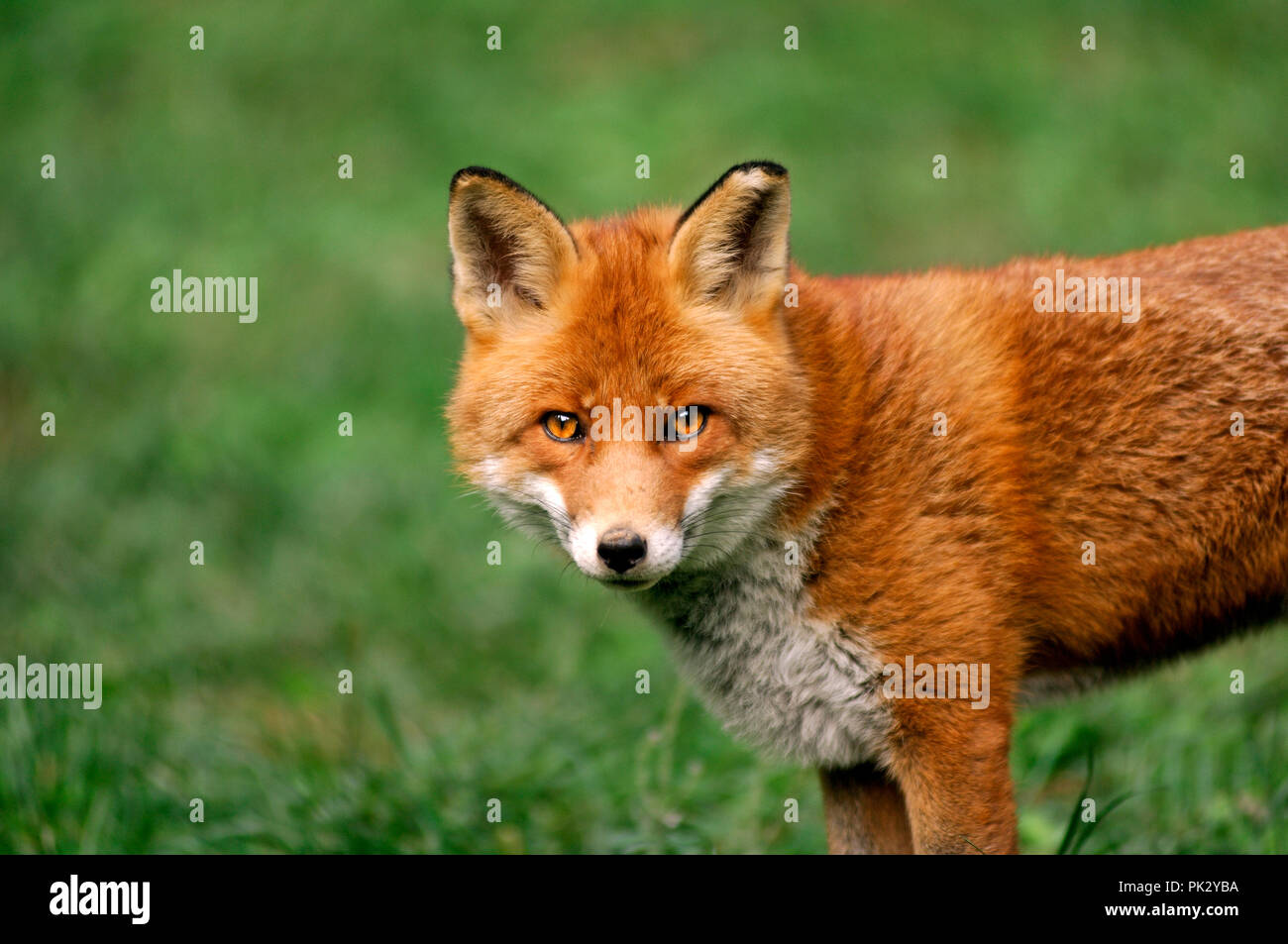 Vulpes vulpes (renard roux)