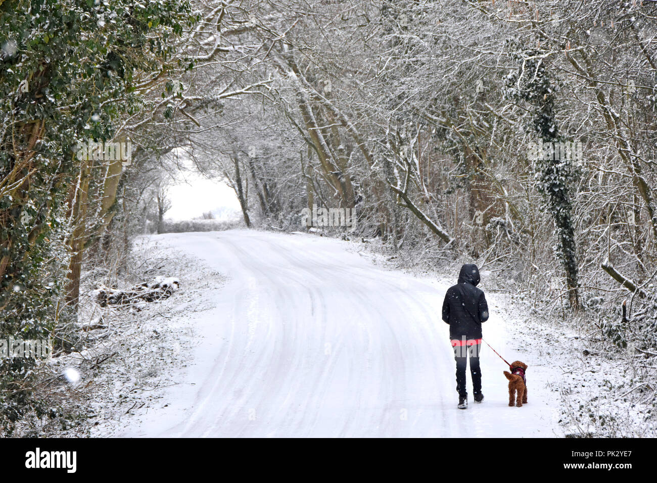 Light snow falling on road & teenage girl walking pet dog on lead snow covered scene country lane in snowy woodland trees Essex countryside England UK Stock Photo