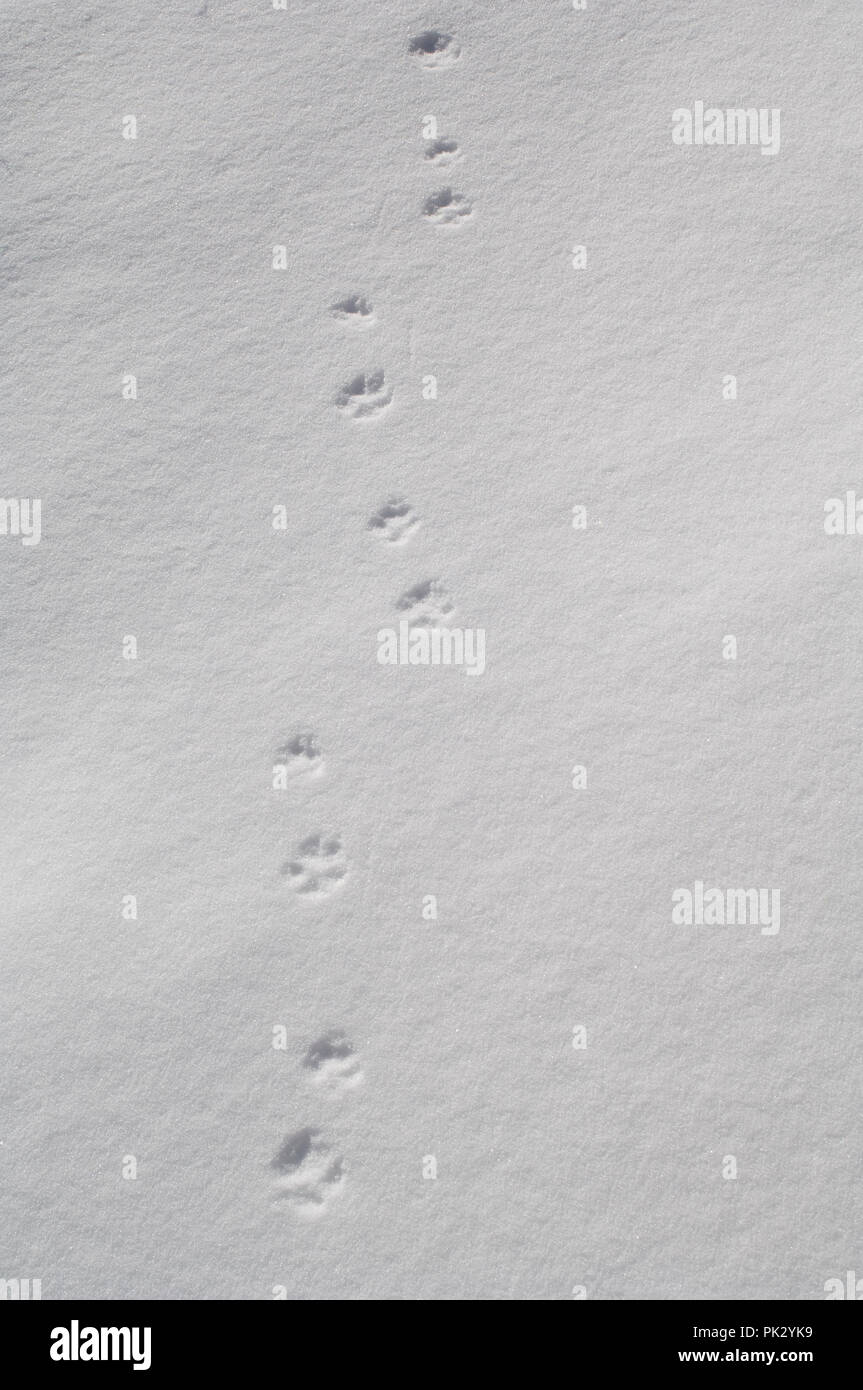 Traks of Red Fox (Vulpes vulpes) in the snow Traces de renard roux dans la  neige Stock Photo - Alamy