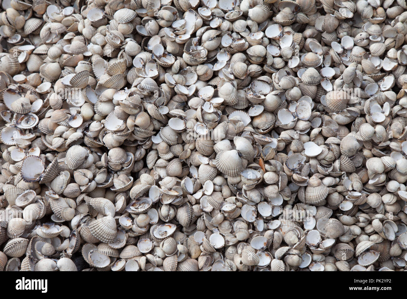 Sea small shells hi-res stock photography and images - Alamy