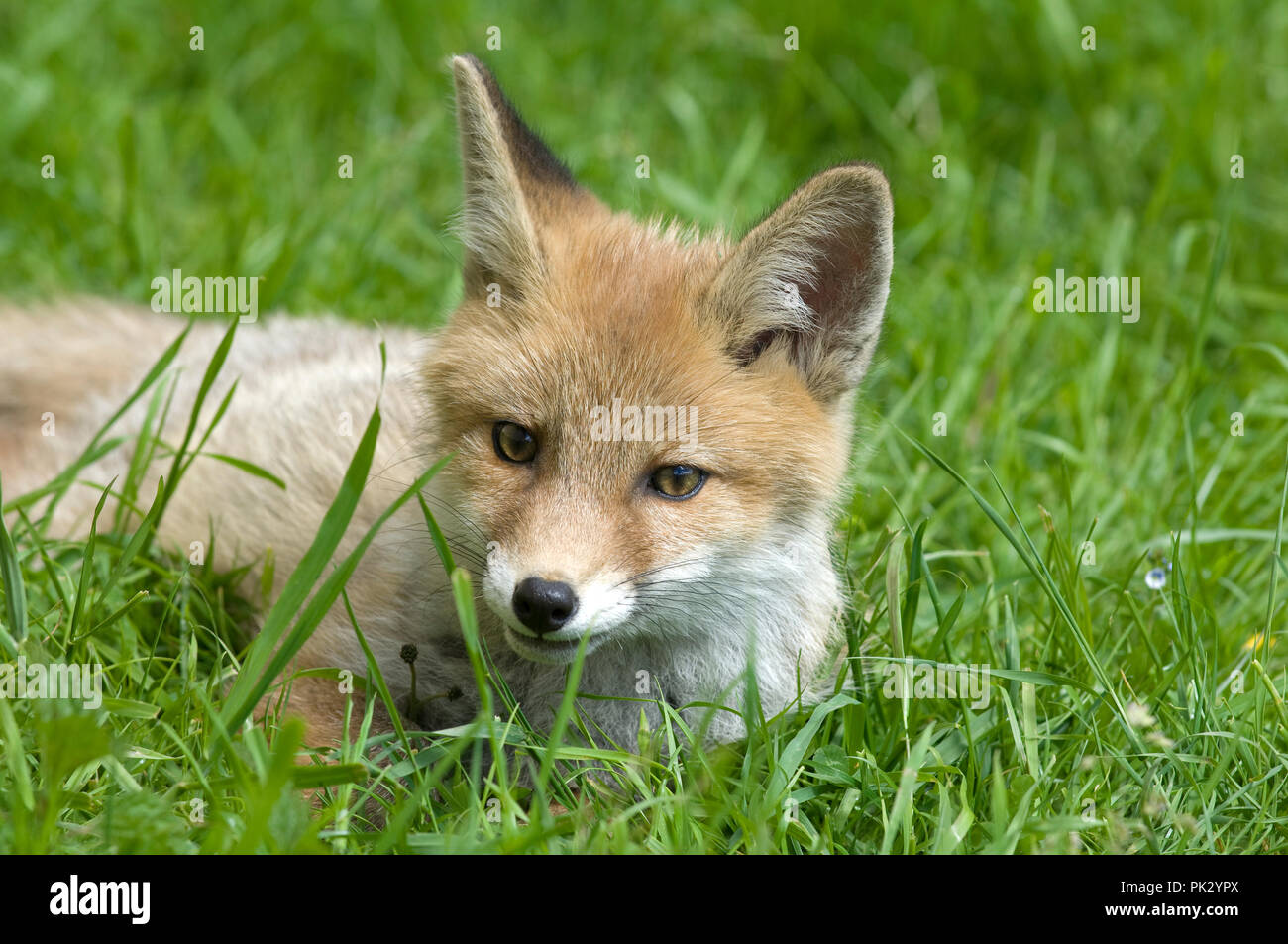 Red Fox Cub Vulpes Vulpes Renard Roux Renardeau Stock Photo Alamy