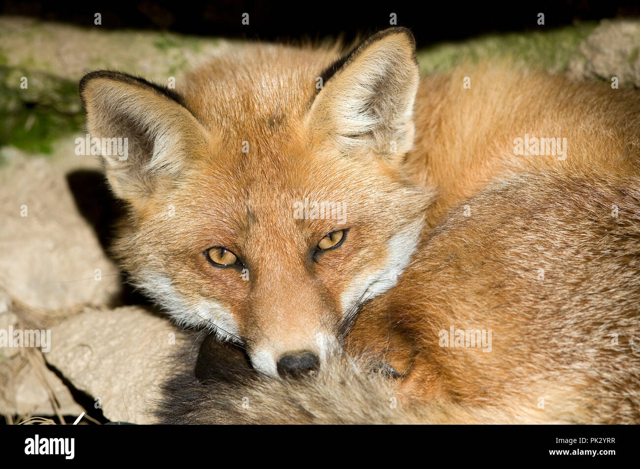Red Fox Vulpes Vulpes Portrait Renard Roux Stock Photo Alamy