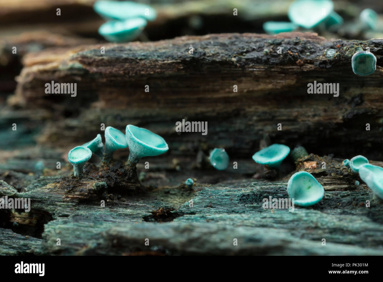 Green Elf Cup fungi, Chlorociboria aeruginascens, growing on rotten wood and photographed in a